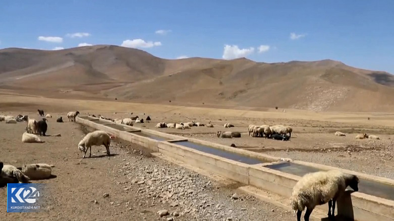 دامداران شمال کوردستان در دام خشکسالی